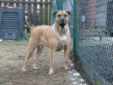 bandog chovná stanice vizuál mapa