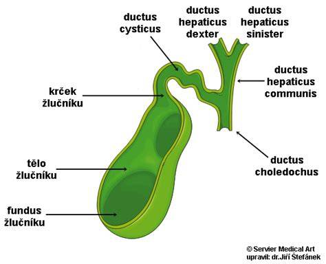 zobrazení anatomie žlučníku a žlučových cest