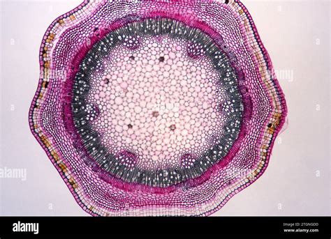 omytelna_natěr_cross_section