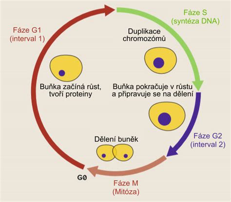 diagram průběhu pooperační rehabilitace kyčelní náhrady
