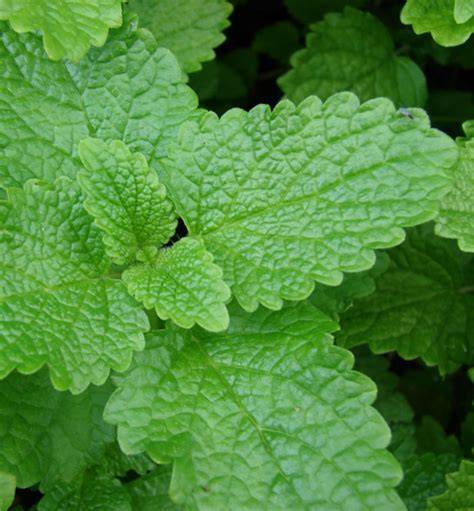 Meduňka lékařská: citronová vůně a tmavě zelené listy