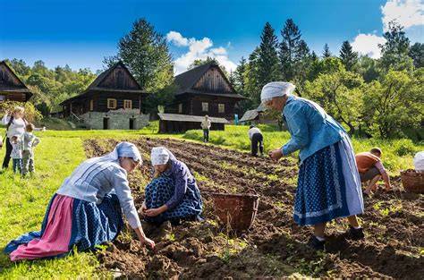 bramborové obklady historie léčby
