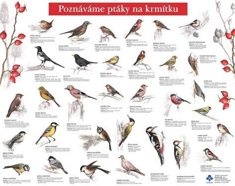 ptáci na krmítku - rozmanitost druhů (infografika)