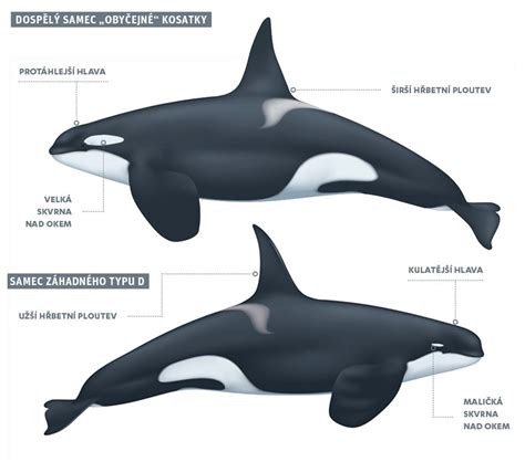 infografika - porovnání typů zárubní