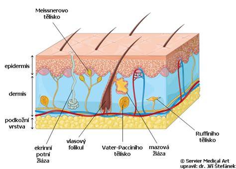Diagram činění kůže a jeho fází