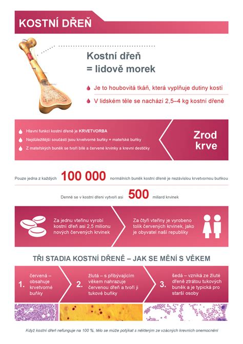 Kroky odběru kostní dřeně a zpracování vzorku