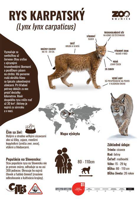 infografika porovnání sedlových odboček