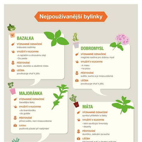infografika: bylinky na hojení ran