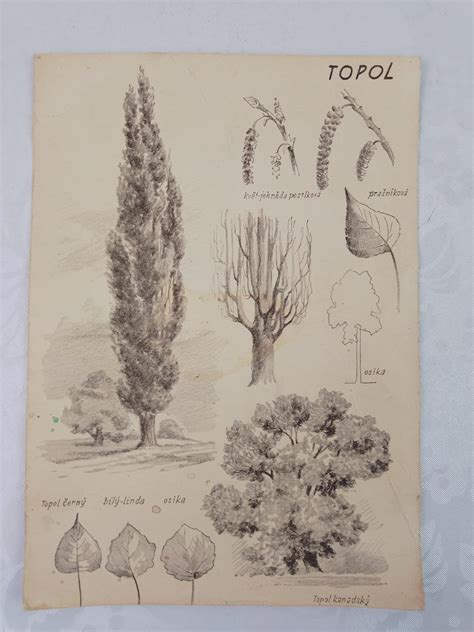 schematická ilustrace druhu a zásahů